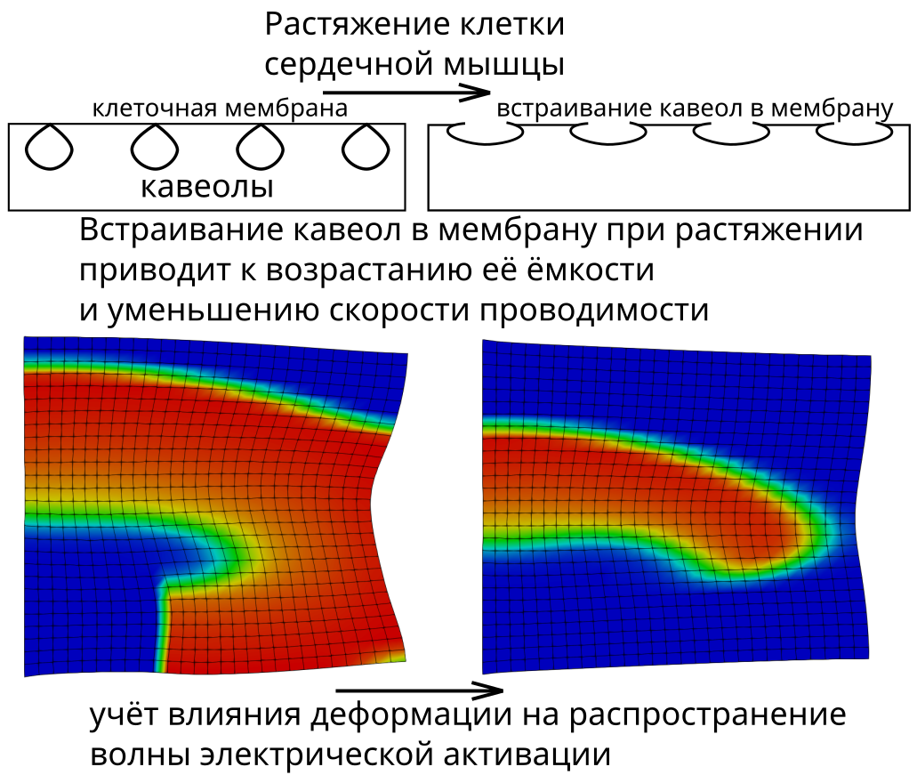 Численное моделирование аритмогенных явлений в ткани сердечной мышцы
