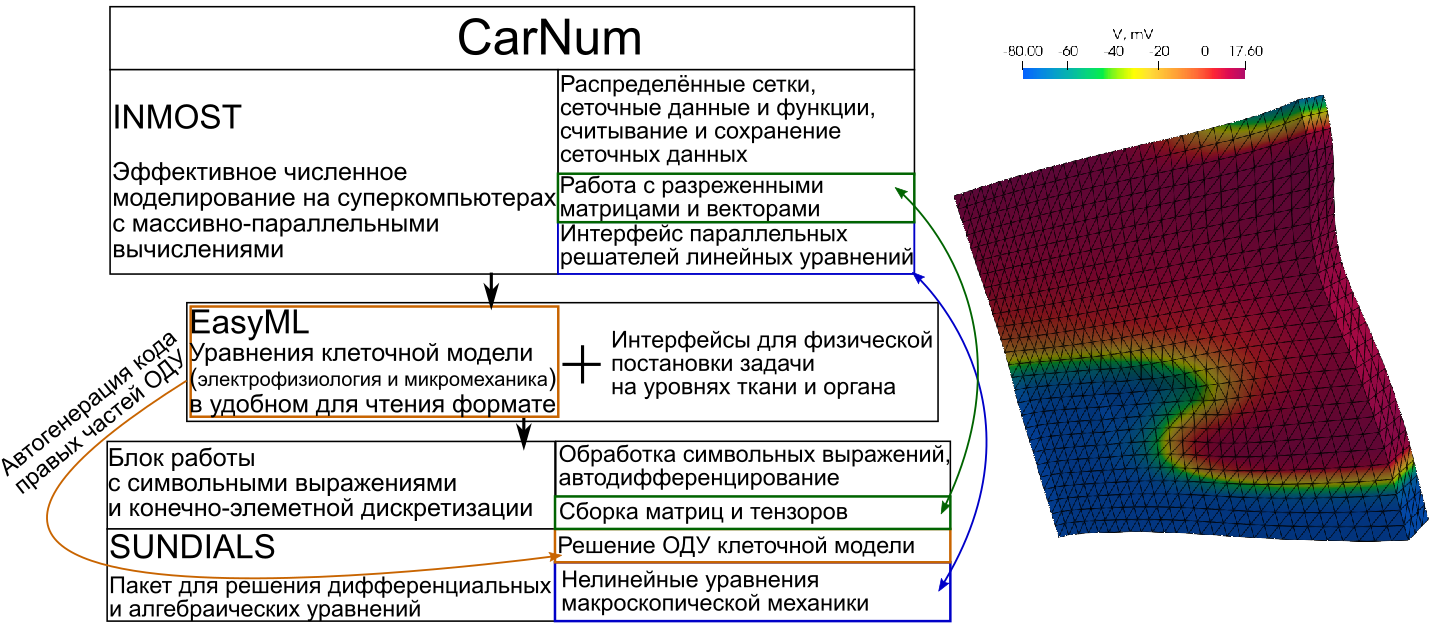 3D-моделирование электромеханики миокарда в вычислительном комплексе «CarNum»