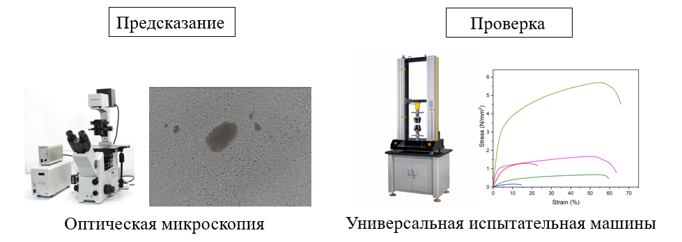 ВЛИЯНИЕ ГЕОМЕТРИИ И АГЛОМЕРАЦИИ ЧАСТИЦ ФОСФАТОВ КАЛЬЦИЯ НА УПРУГИЕ И ДЕФОРМАЦИОННЫЕ СВОЙСТВА КОМПОЗИТОВ НА ОСНОВЕ ПОЛИ-(3-ГИДРОКСИБУТИРАТА-СО-4-ГИДРОКСИБУТИРАТА)