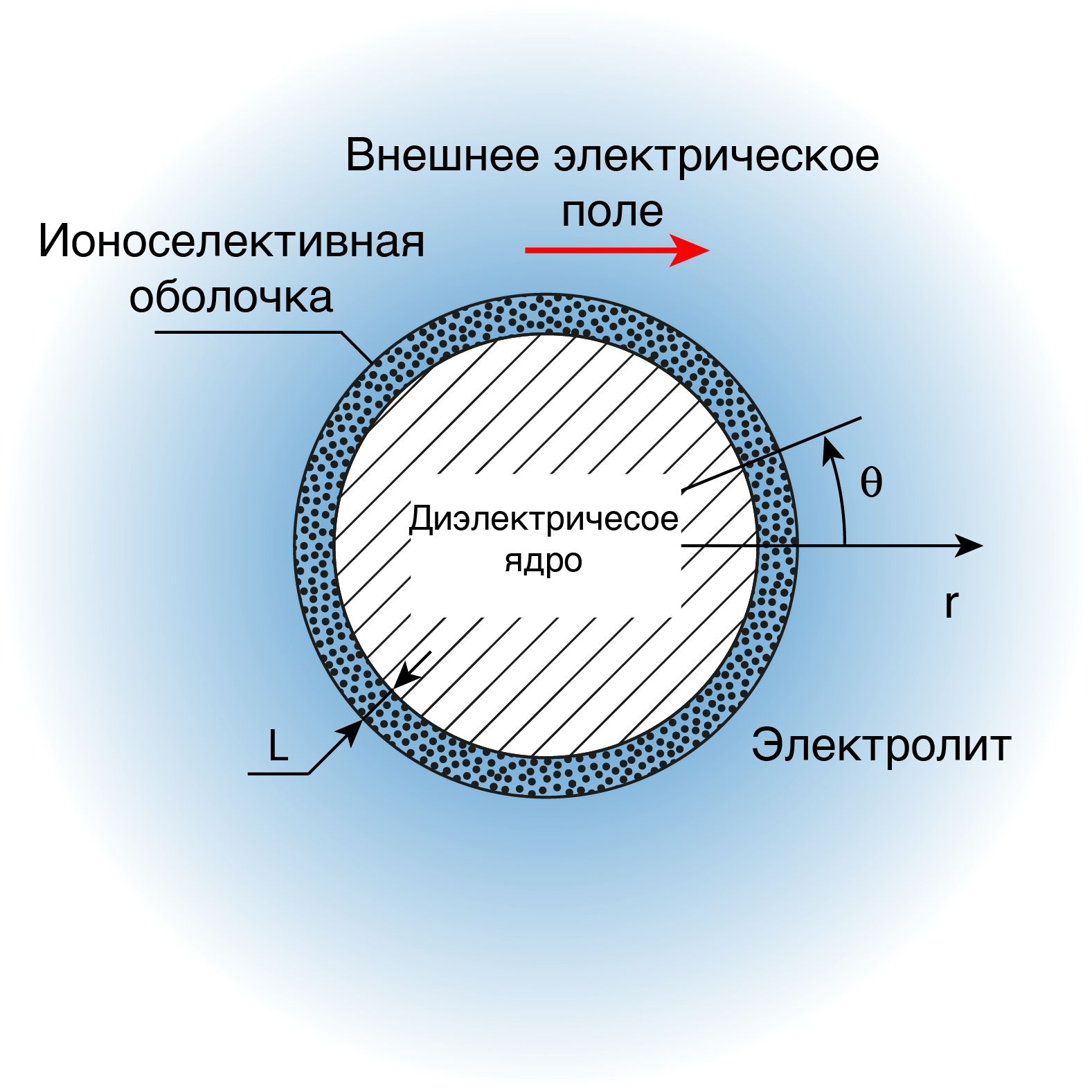 ЭЛЕКТРОФОРЕЗ ДИЭЛЕКТРИЧЕСКОЙ МИКРОЧАСТИЦЫ С ТОНКОЙ ИОНОСЕЛЕКТИВНОЙ ОБОЛОЧКОЙ