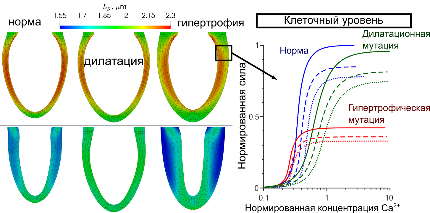 Многомасштабное моделирование механики левого желудочка сердца при некоторых наследственных кардиомиопатиях