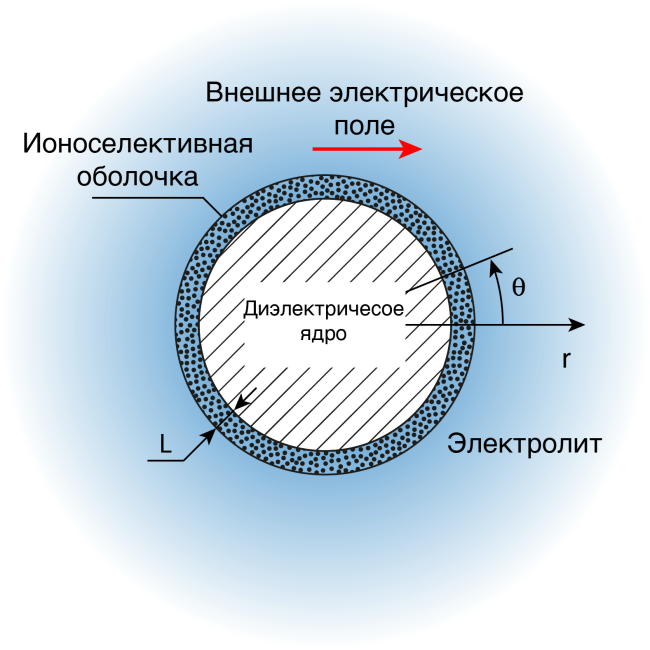 ЭЛЕКТРОФОРЕЗ ДИЭЛЕКТРИЧЕСКОЙ МИКРОЧАСТИЦЫ С ТОНКОЙ ИОНОСЕЛЕКТИВНОЙ ОБОЛОЧКОЙ
